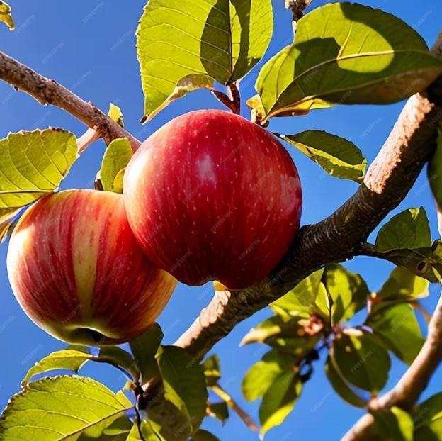 De Appelhoeve Terschuur 外观 照片